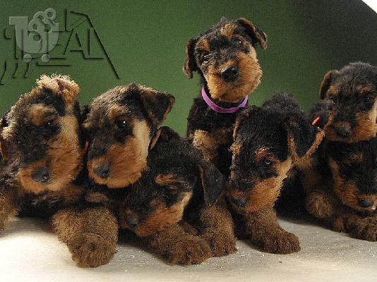 Αιρντέιλ Τεριέ κουτάβια προς πώληση - Airedale terrier